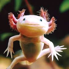 Literature and the Unconscious: The Unconscious in Julio Cortazar’s story ‘Axolotl’